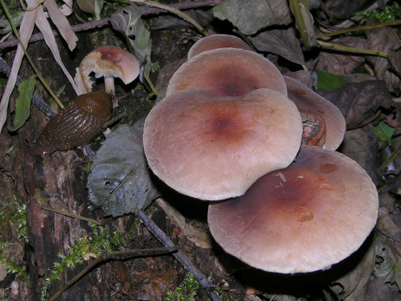 Un fosso......e una marea di funghi.(parte 2)